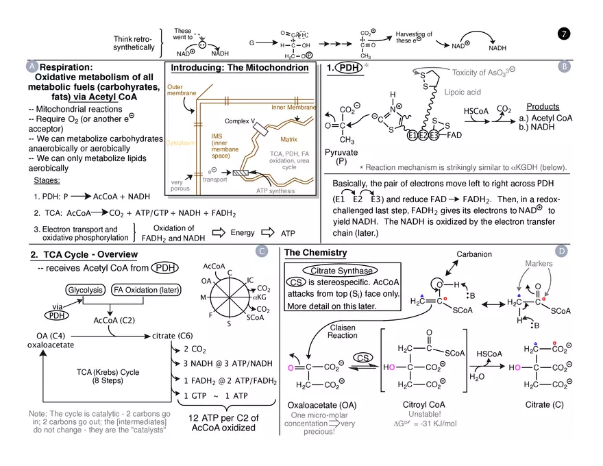 Session 10: TCA Cycle Storyboard - Page 1
