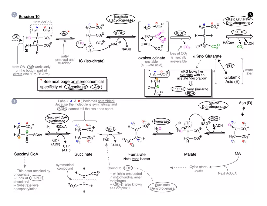 Session 10: TCA Cycle Storyboard - Page 2