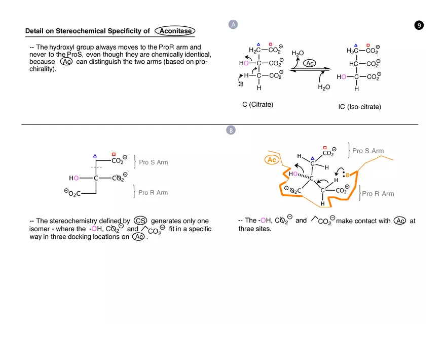 Session 10: TCA Cycle Storyboard - Page 3