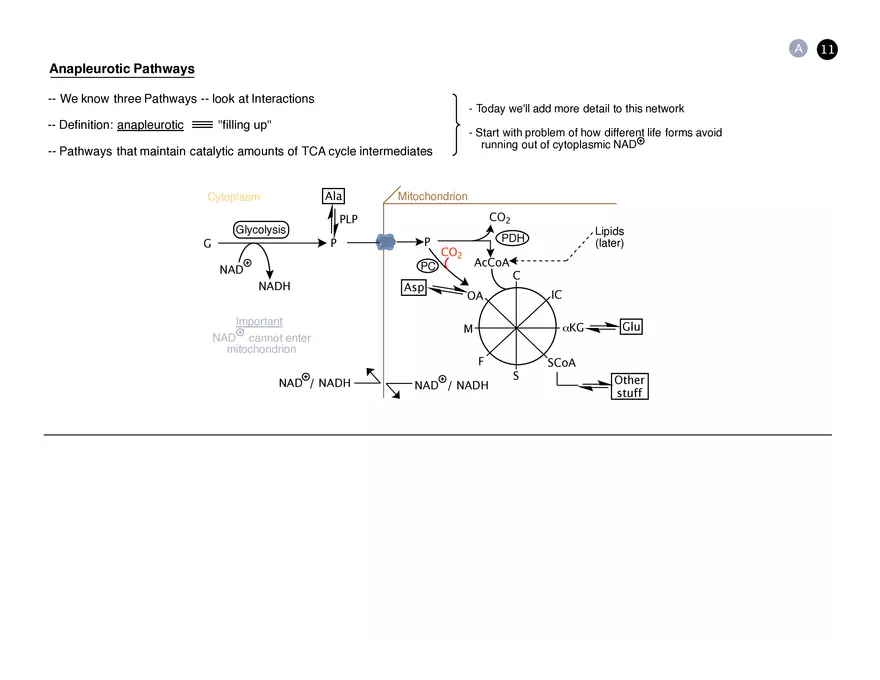 Session 10: TCA Cycle Storyboard - Page 4