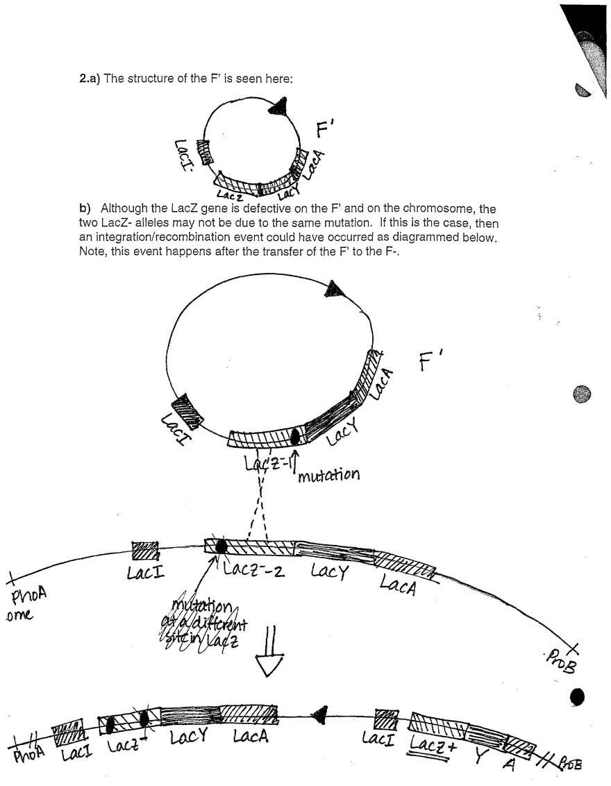 7.03 Problem Set 4 Solutions - Page 2