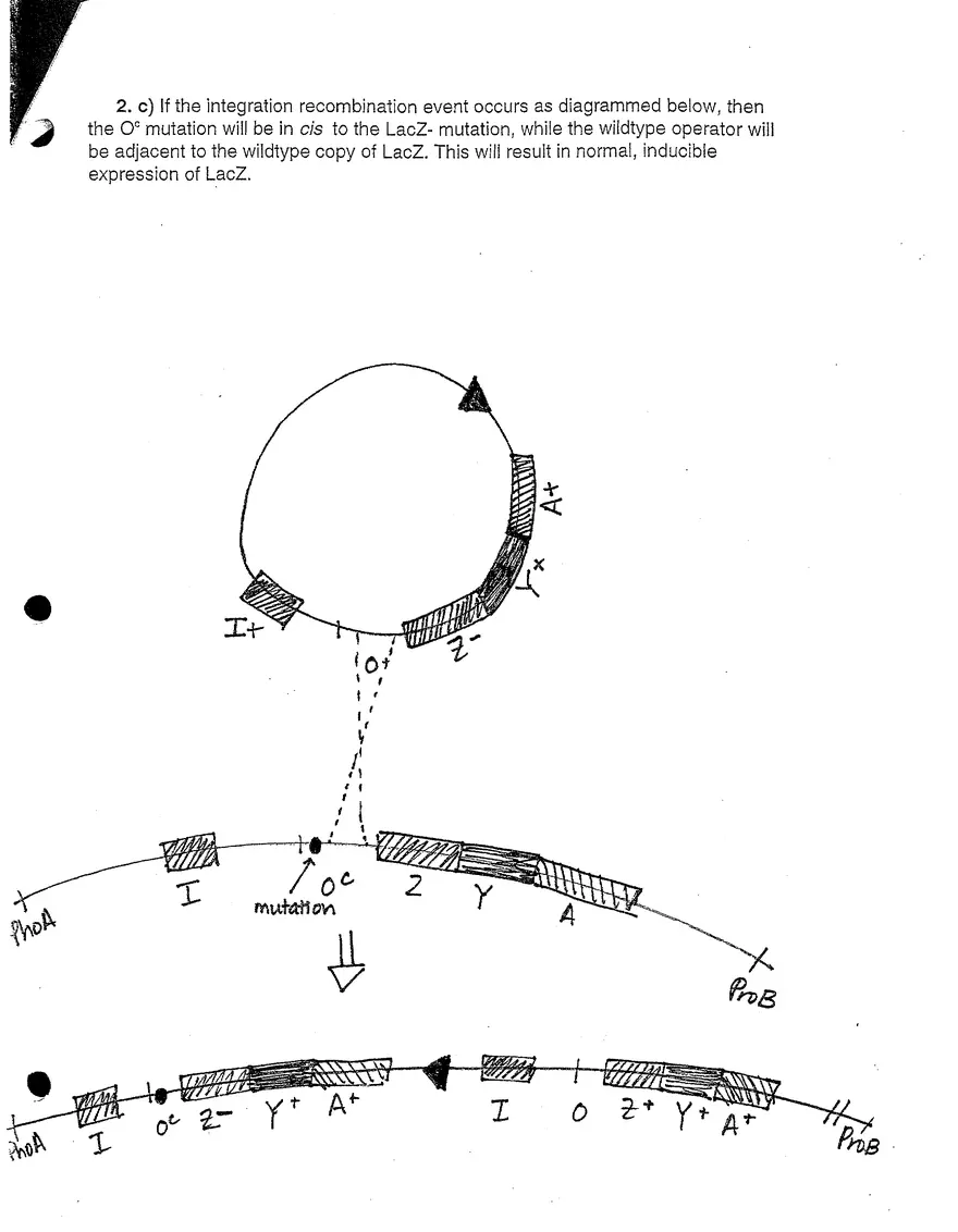 7.03 Problem Set 4 Solutions - Page 3