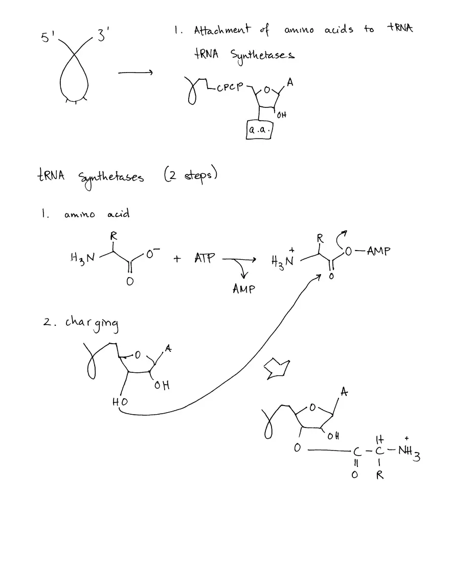 Decoding Information II (Translation) - Page 7