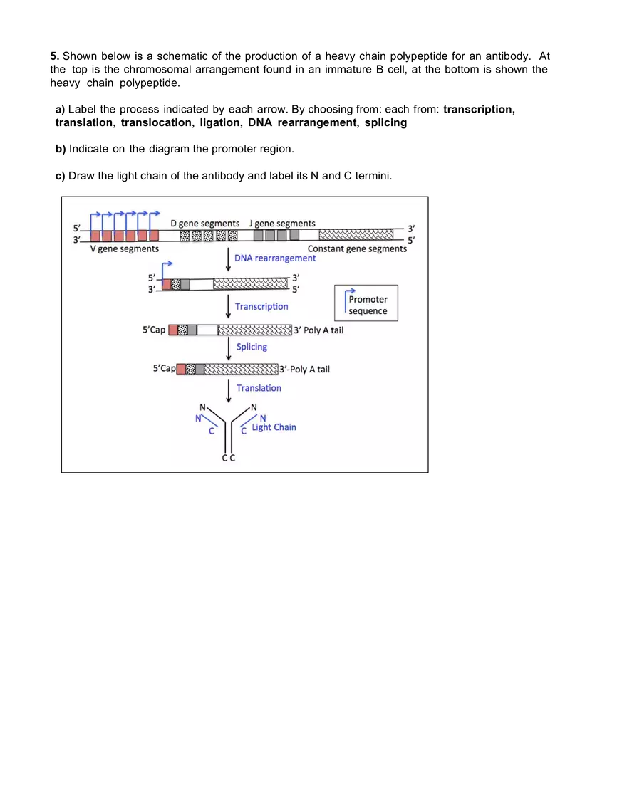 7.016 Introductory Biology: Recitation 20 - Page 6