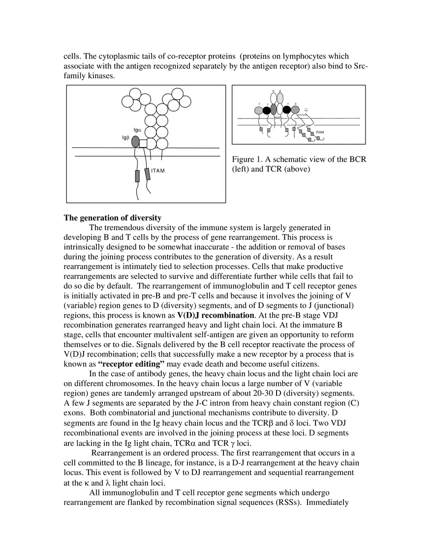 Antigen Receptors and the Generation of Diversity - Page 2