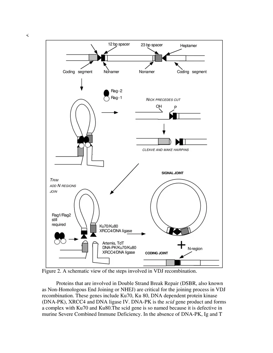 Antigen Receptors and the Generation of Diversity - Page 4