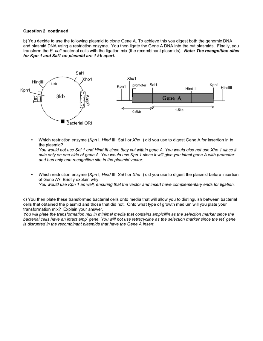 Solutions to Practice Problems for Recombinant DNA, Session 2: Basic Mechanism of Cloning - Page 2