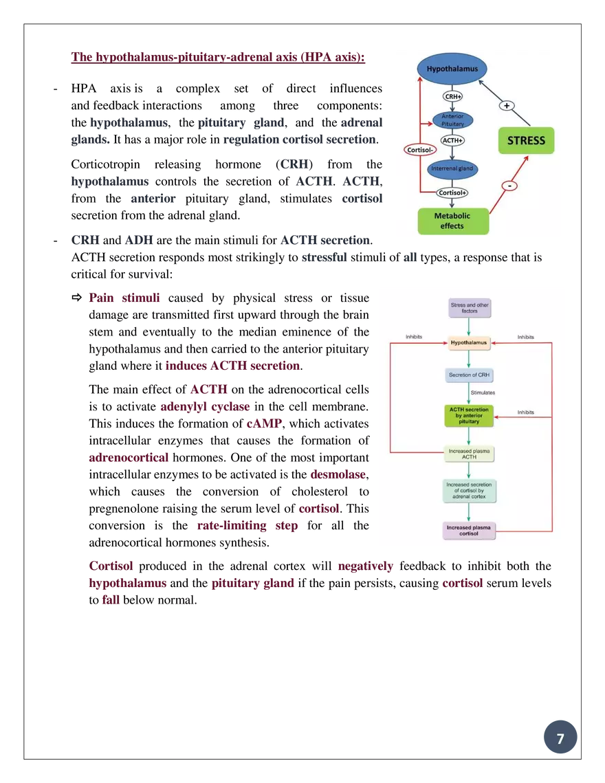Theadrennal Glands, Their Parts, and What Each Partsecretes - Page 8