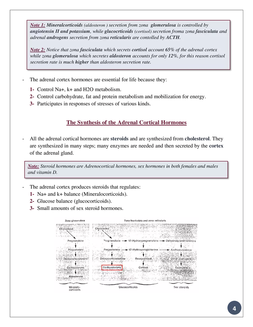 Theadrennal Glands, Their Parts, and What Each Partsecretes - Page 5