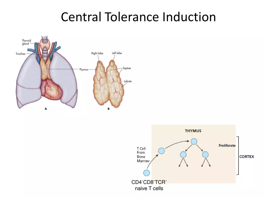 Self Tolerance and MHC Restriction - Page 9