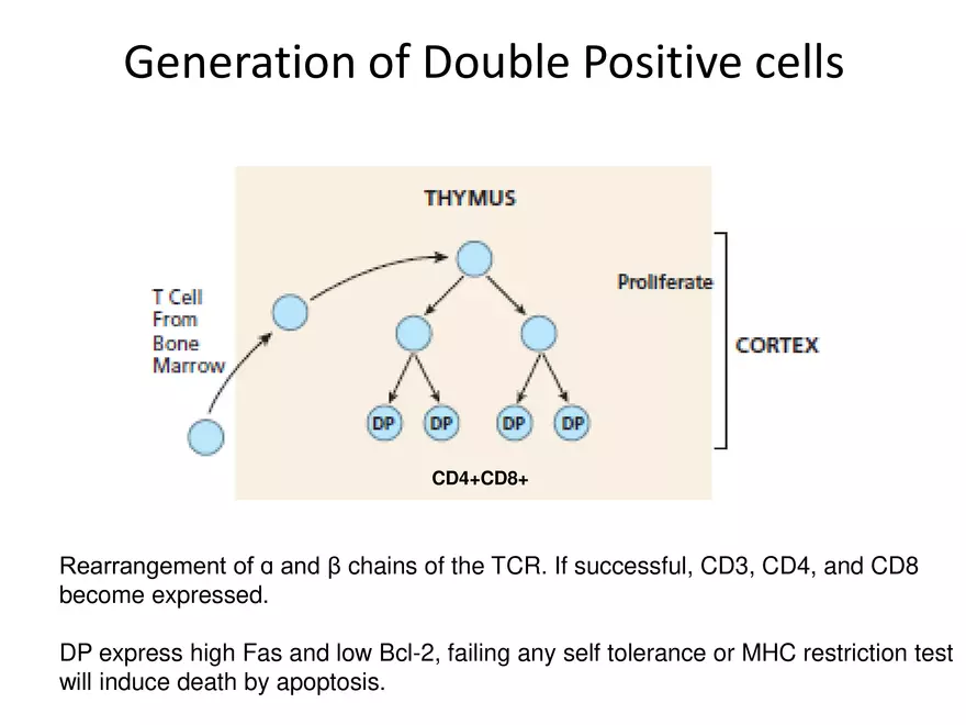 Self Tolerance and MHC Restriction - Page 10