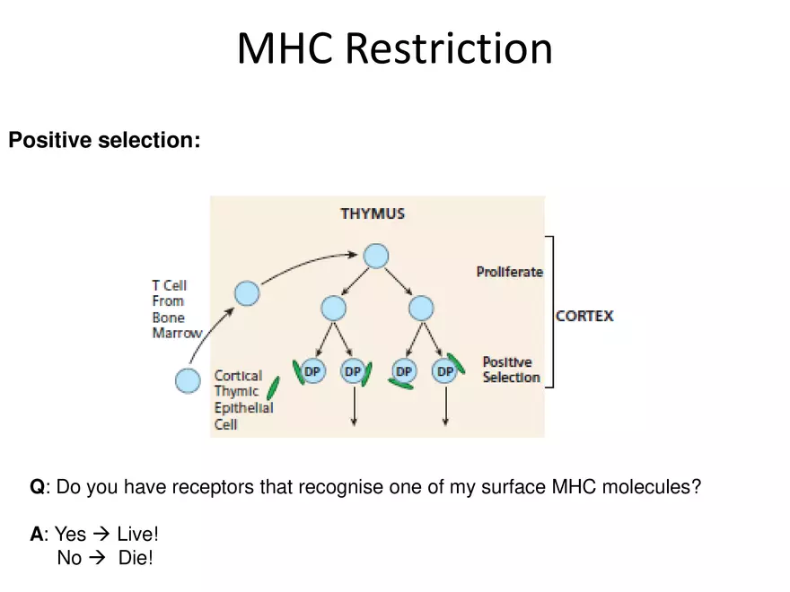 Self Tolerance and MHC Restriction - Page 11