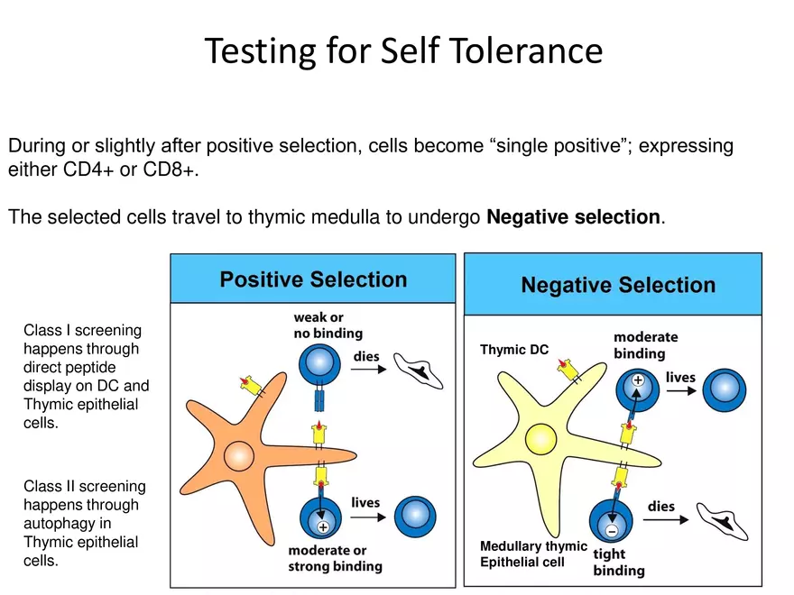 Self Tolerance and MHC Restriction - Page 13