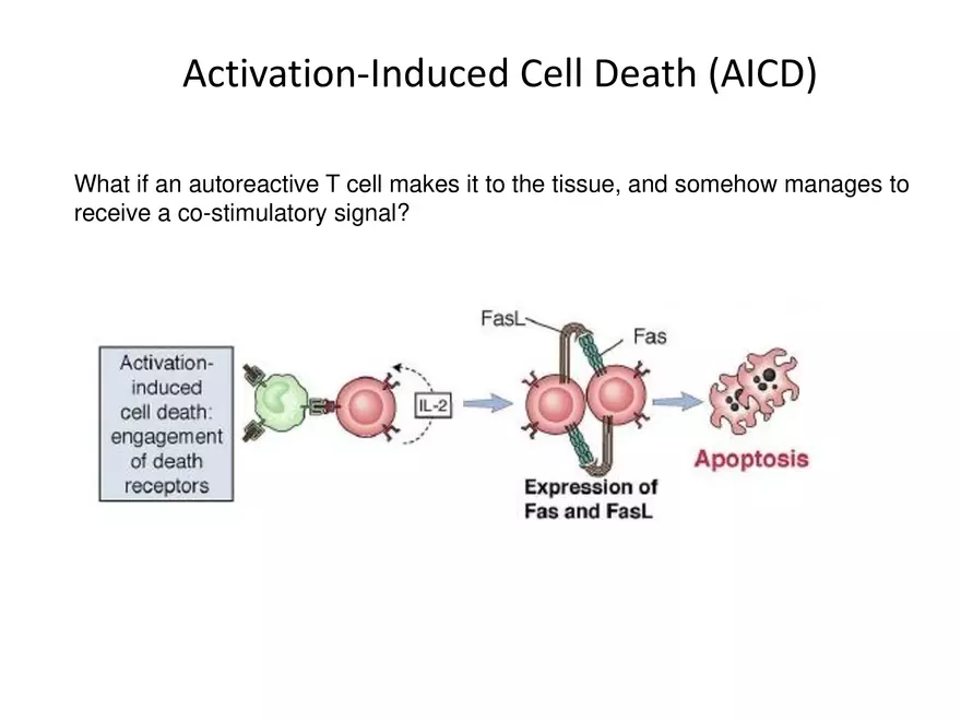 Self Tolerance and MHC Restriction - Page 5