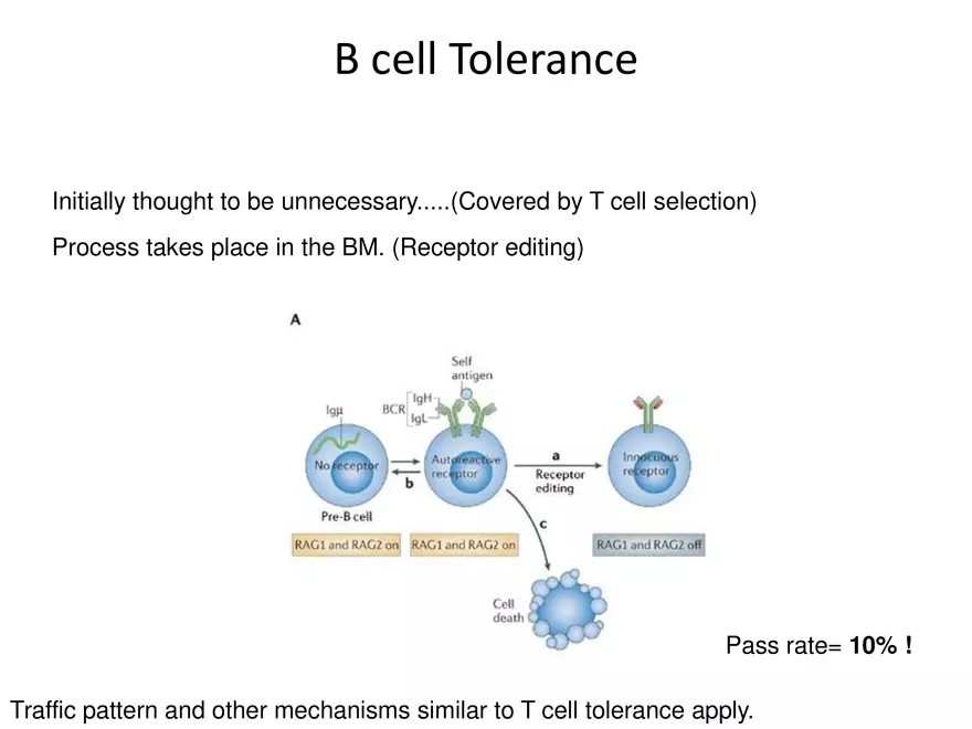 Self Tolerance and MHC Restriction - Page 6