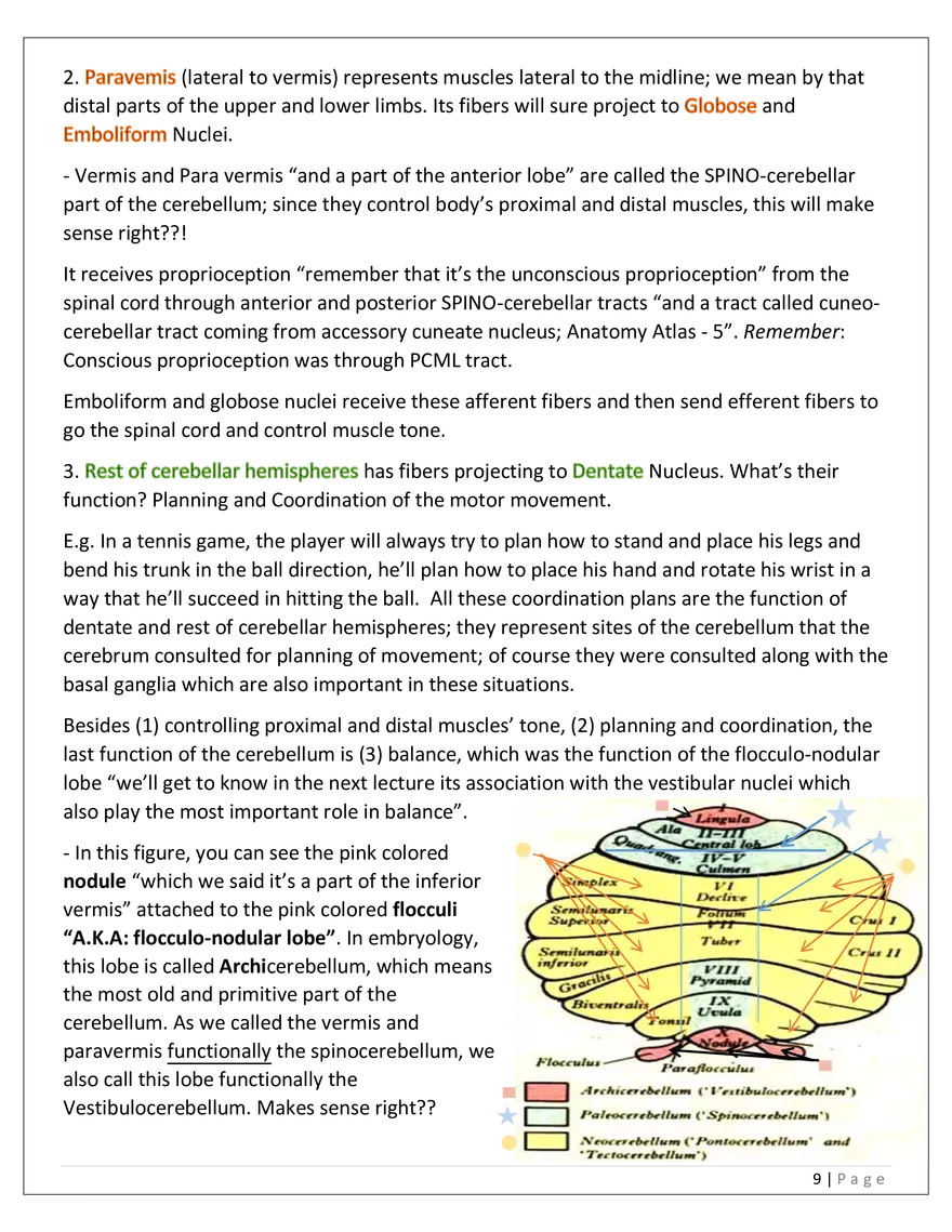 The Cerebellum - Page 14