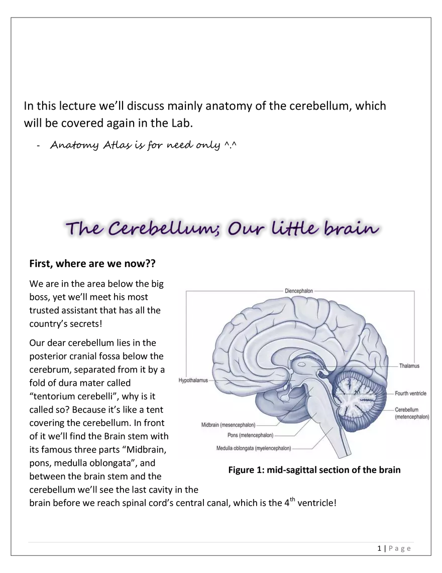 The Cerebellum - Page 1