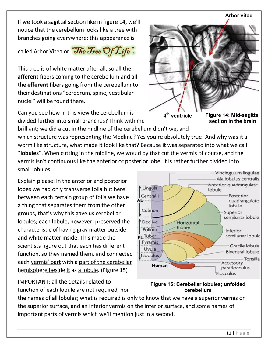 The Cerebellum - Page 3