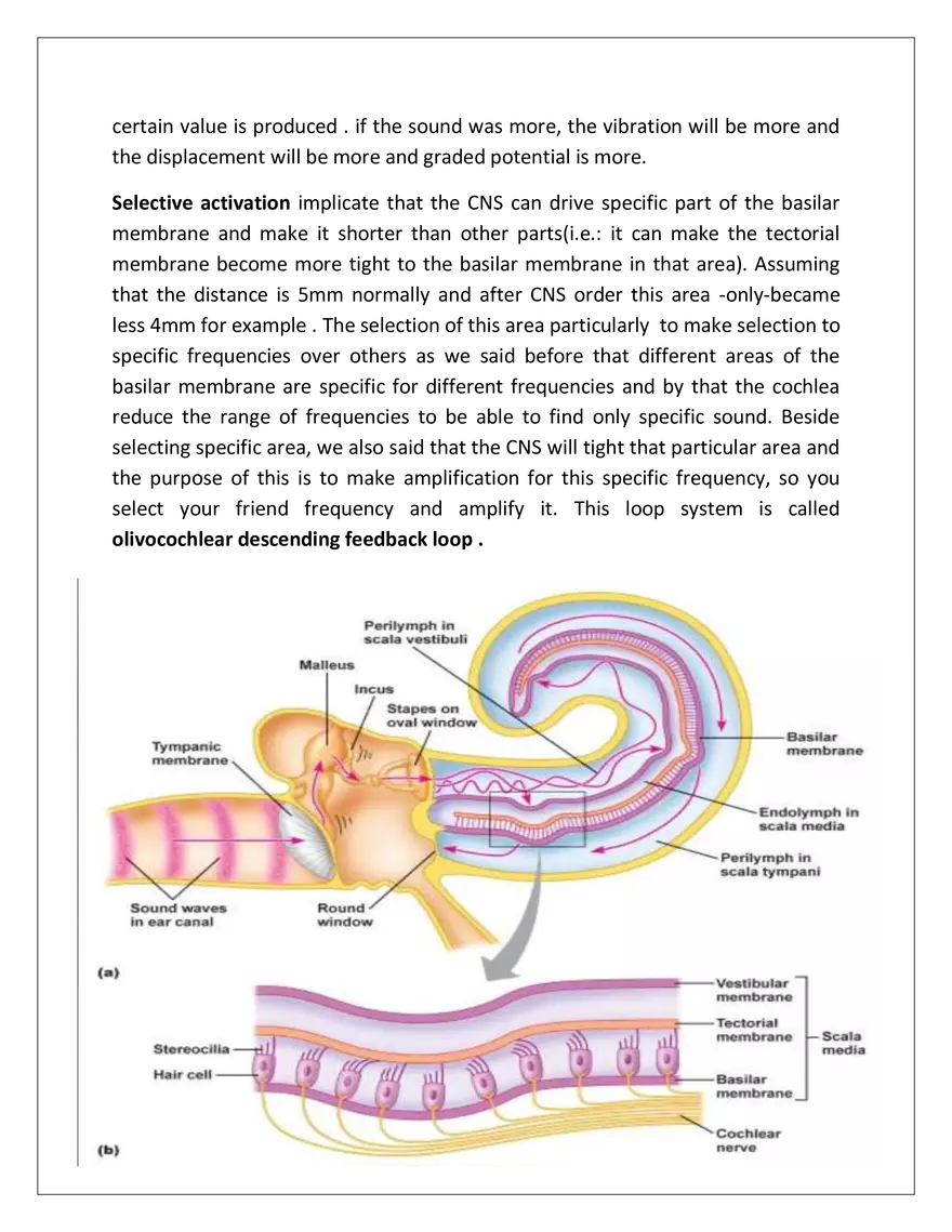 The Auditory System - Page 2