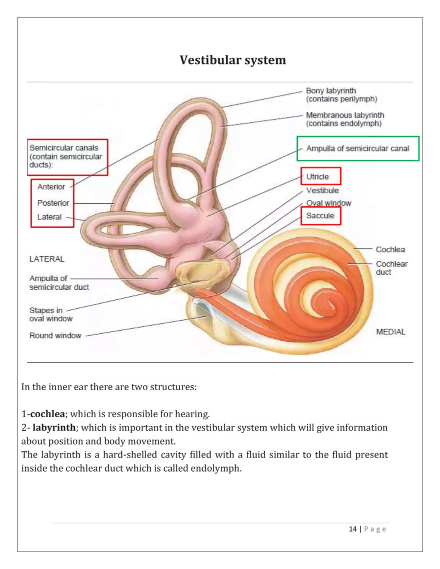 The Auditory System - Page 6