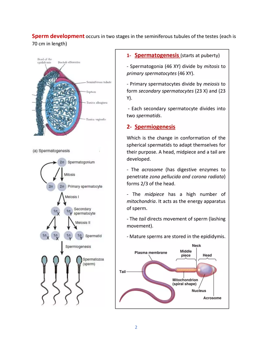 Sperm Development - Page 1