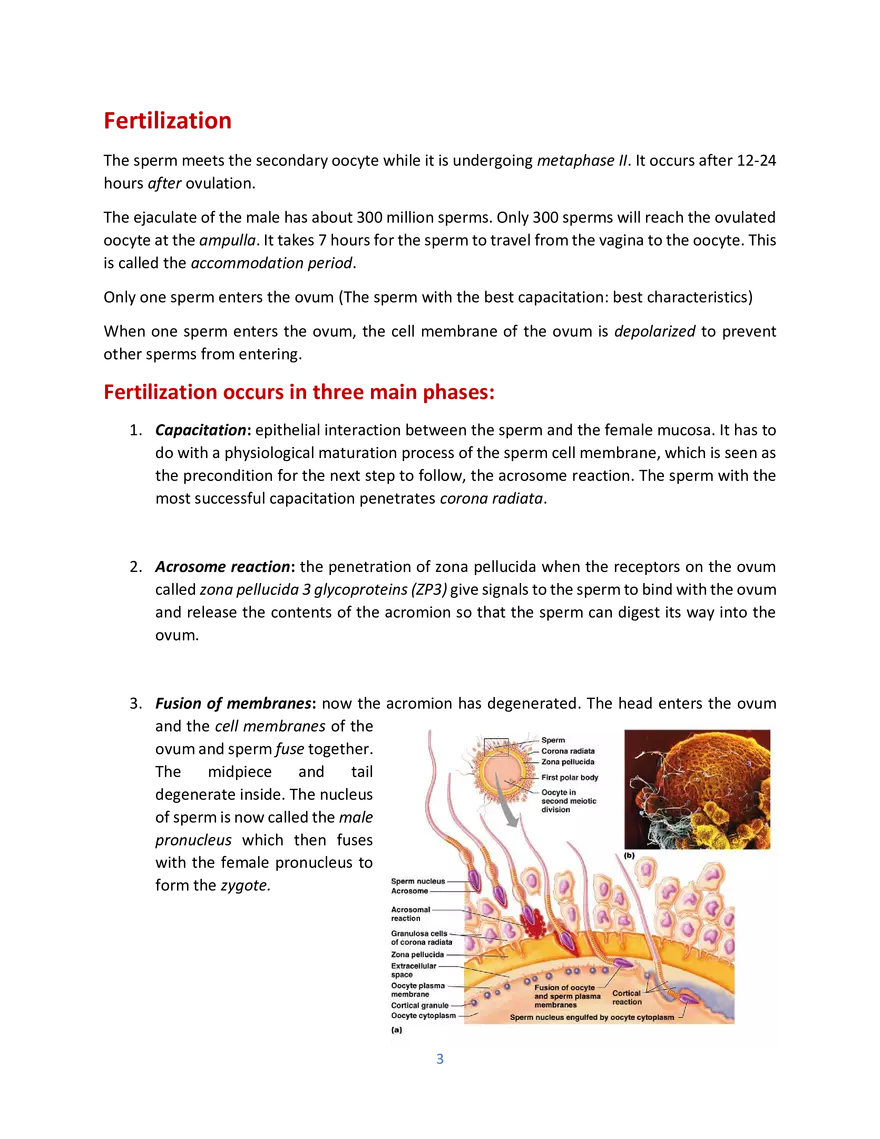 Sperm Development - Page 2