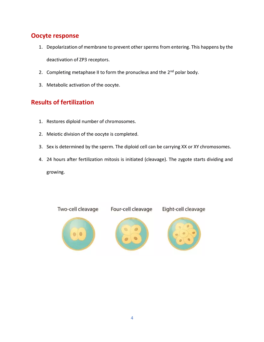 Sperm Development - Page 3