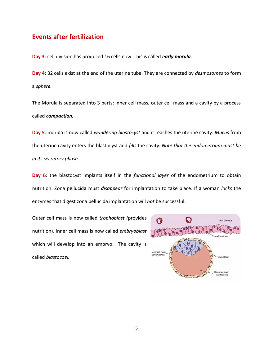 Sperm Development - Page 4