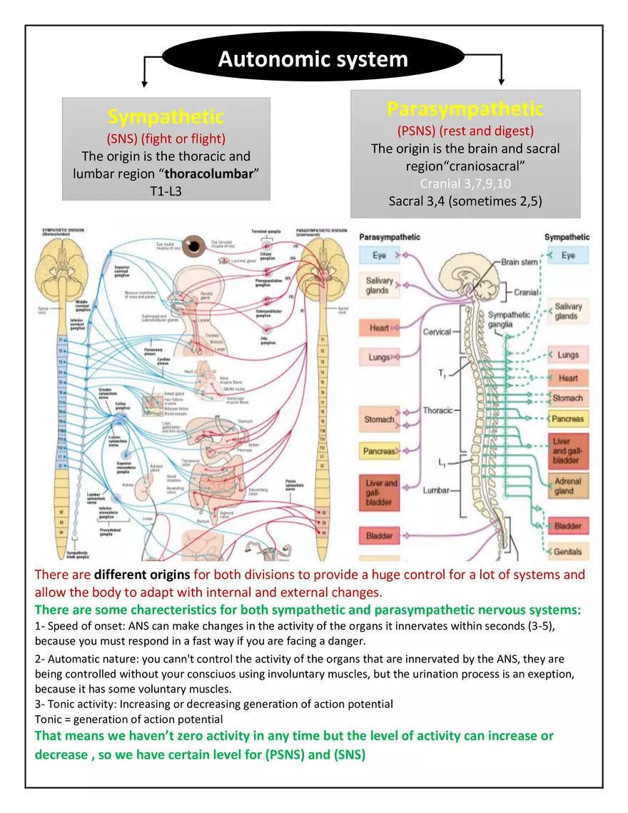 Autonomic Nervous System Lecture - Page 11