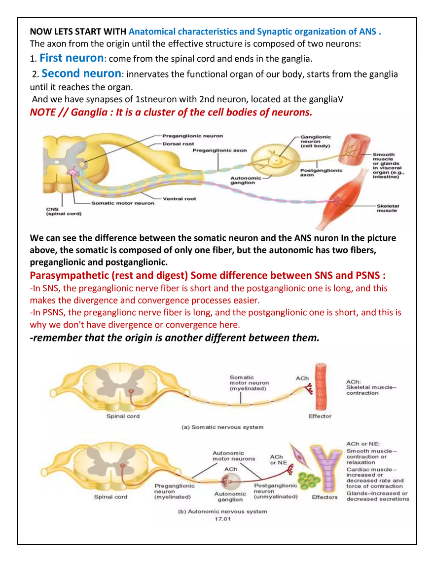 Autonomic Nervous System Lecture - Page 13