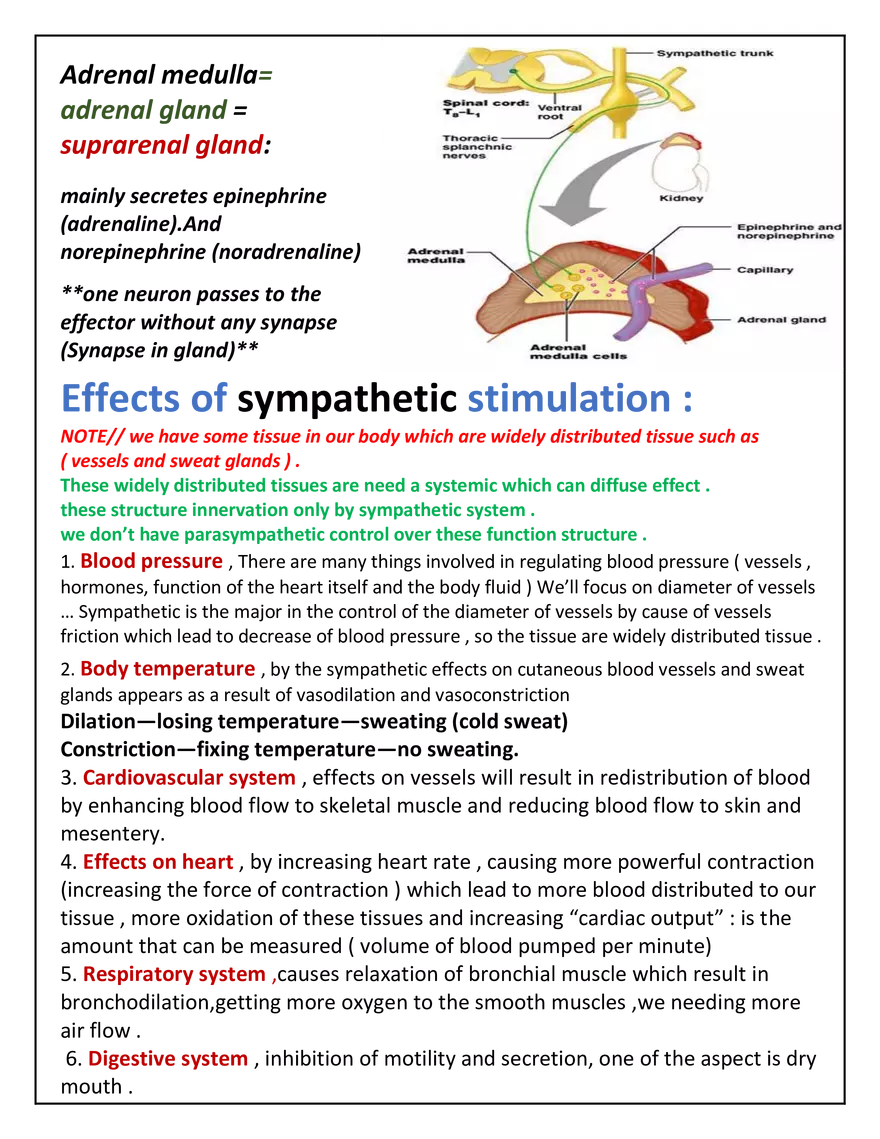 Autonomic Nervous System Lecture - Page 15