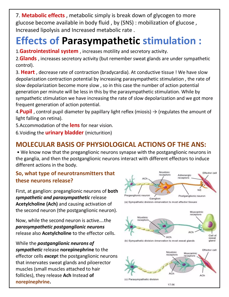Autonomic Nervous System Lecture - Page 16