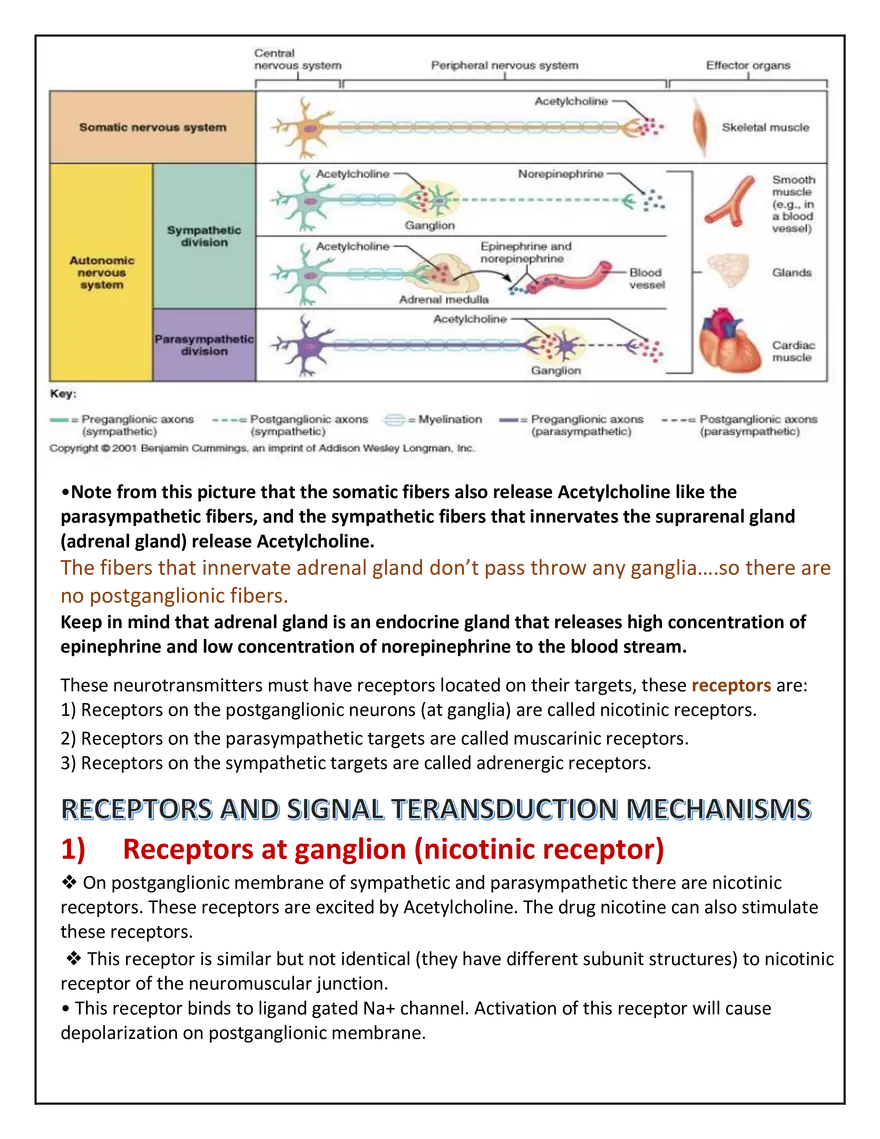 Autonomic Nervous System Lecture - Page 17