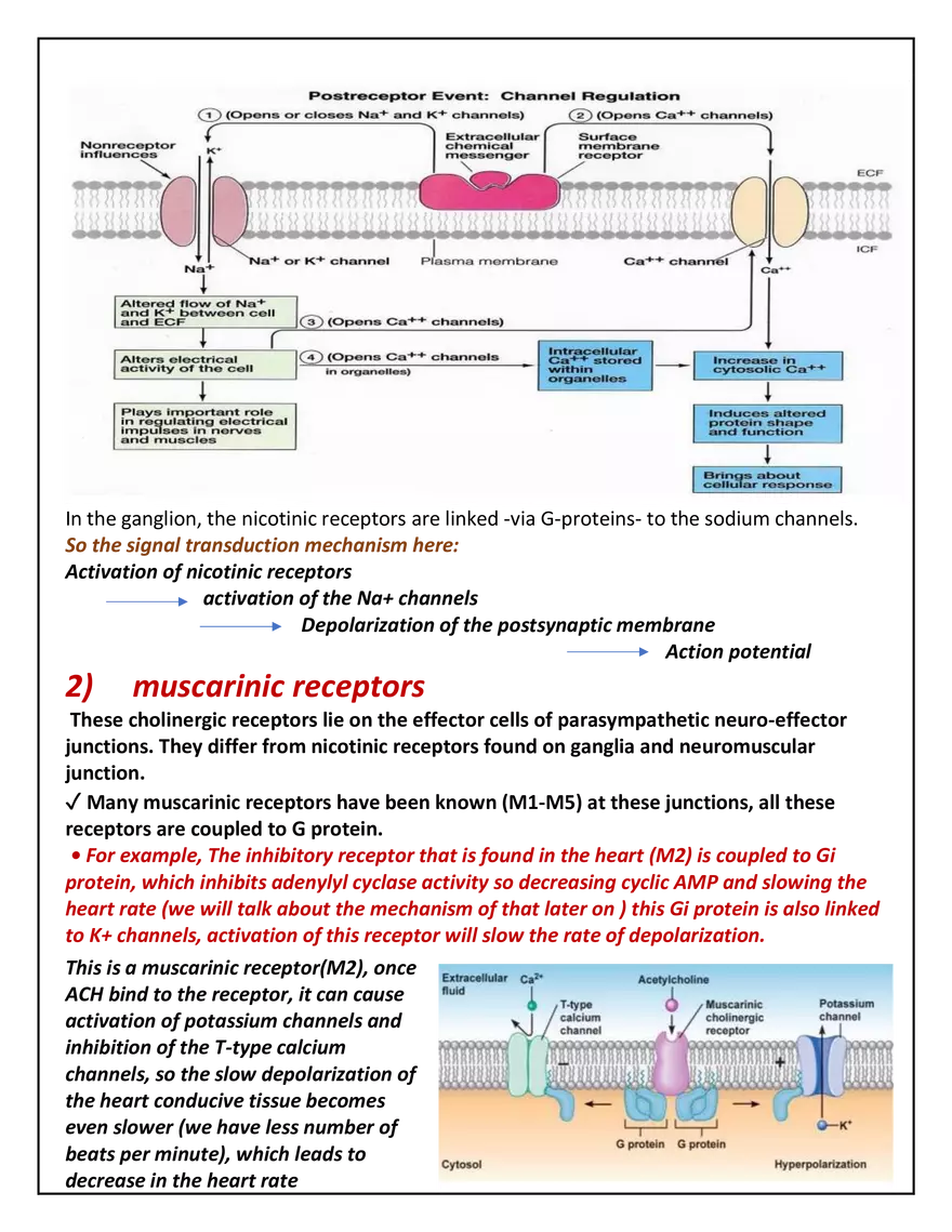 Autonomic Nervous System Lecture - Page 18