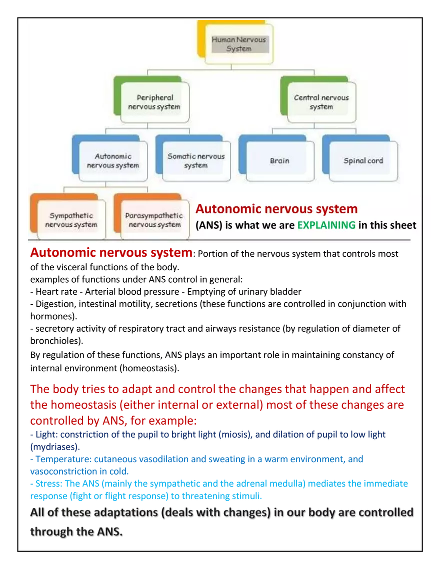 Autonomic Nervous System Lecture - Page 2