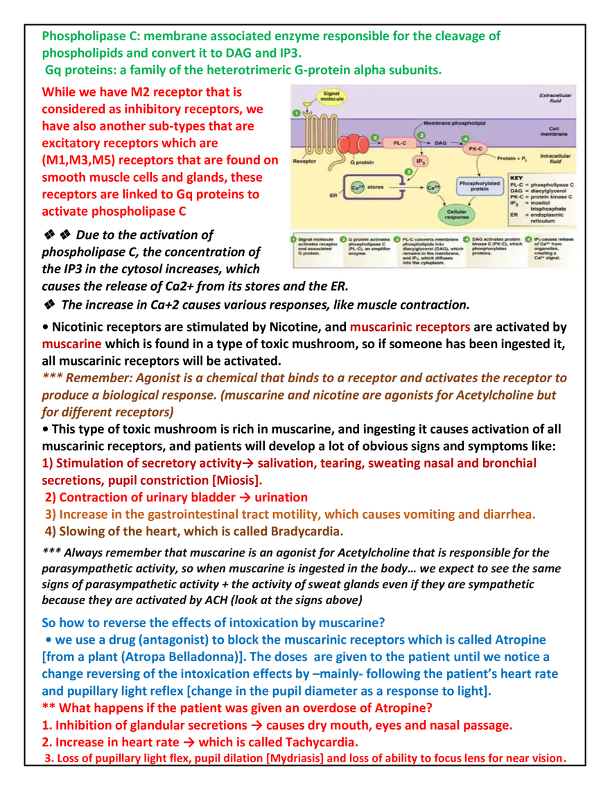 Autonomic Nervous System Lecture - Page 3