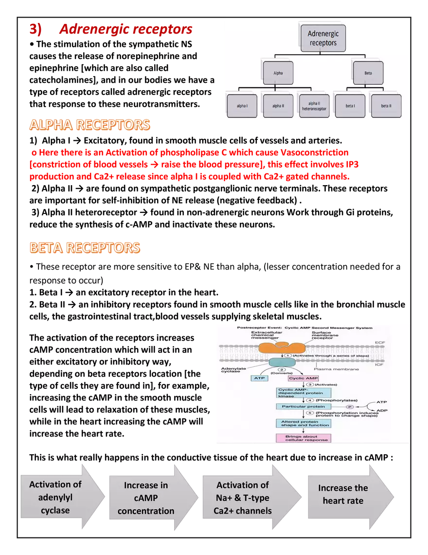 Autonomic Nervous System Lecture - Page 4
