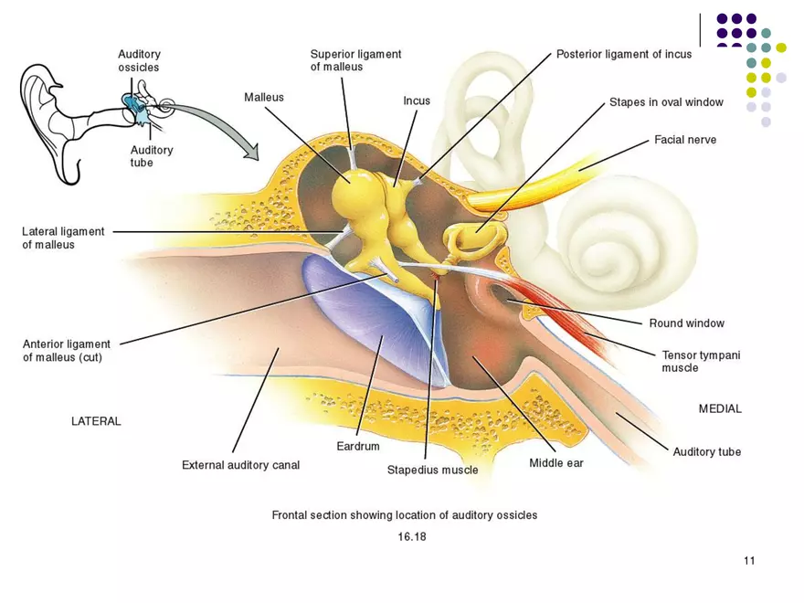 Auditory Sensation (Hearing) - Page 3