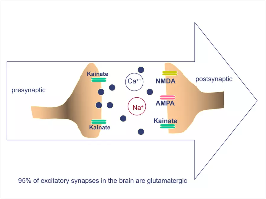 Fast Neurotransmitteres - Page 8