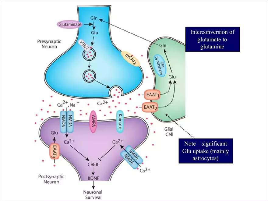 Fast Neurotransmitteres - Page 9