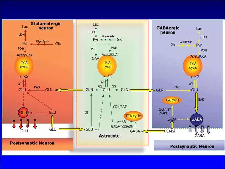 Fast Neurotransmitteres - Page 6