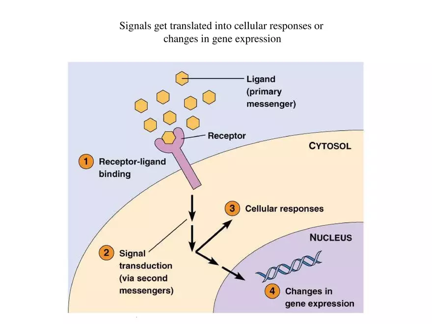 Signal Transduction - Page 11