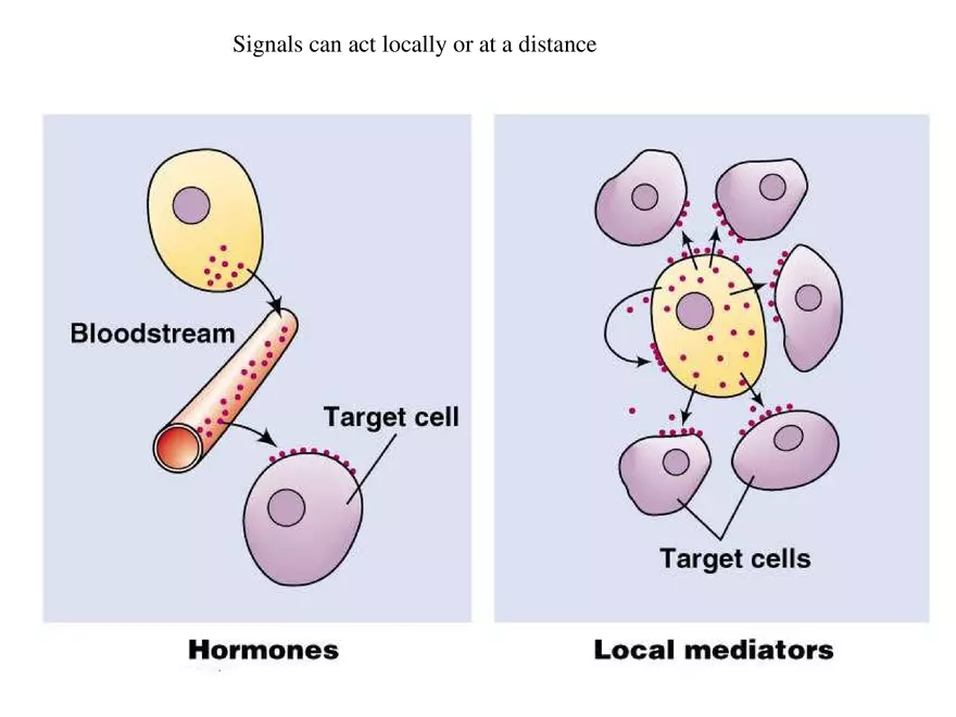 Signal Transduction - Page 13