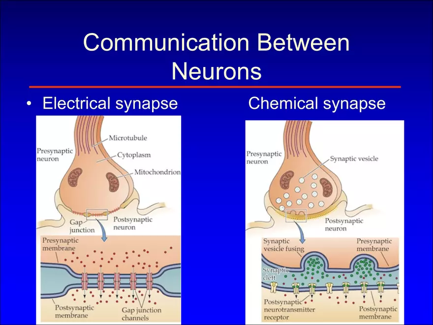Synapses and Neurotransmitters - Page 8