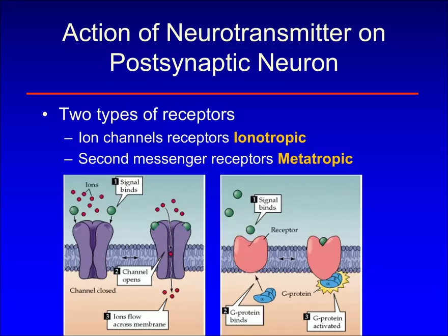 Synapses and Neurotransmitters - Page 9