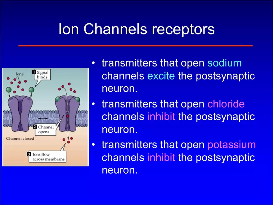 Synapses and Neurotransmitters - Page 10