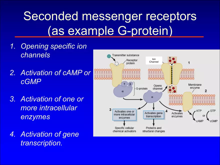 Synapses and Neurotransmitters - Page 11