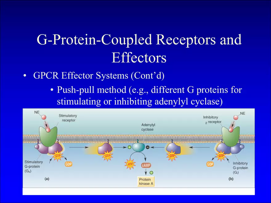 Synapses and Neurotransmitters - Page 12