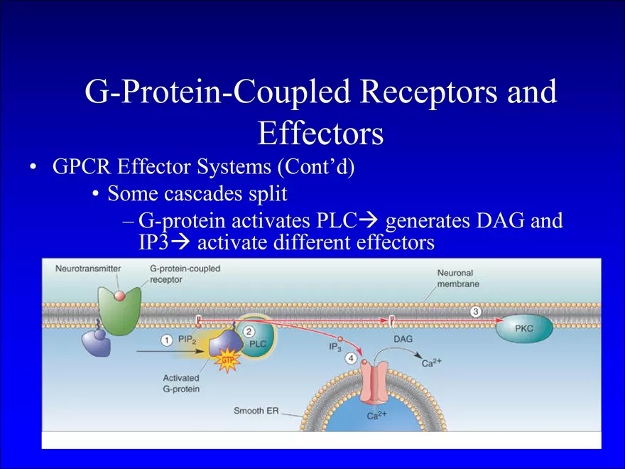 Synapses and Neurotransmitters - Page 13
