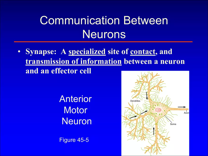 Synapses and Neurotransmitters - Page 2